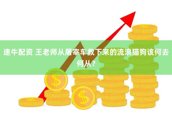 速牛配资 王老师从屠宰车救下来的流浪猫狗该何去何从？