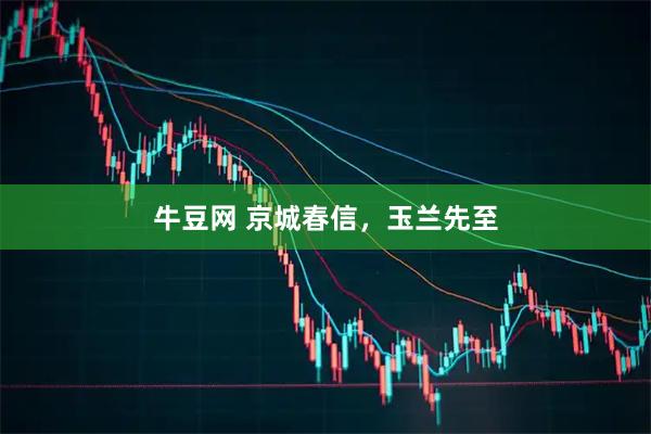 牛豆网 京城春信，玉兰先至